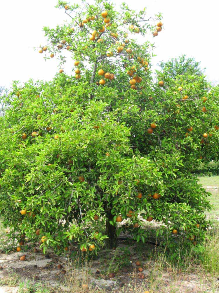            Habit (Winter Haven, FL)   